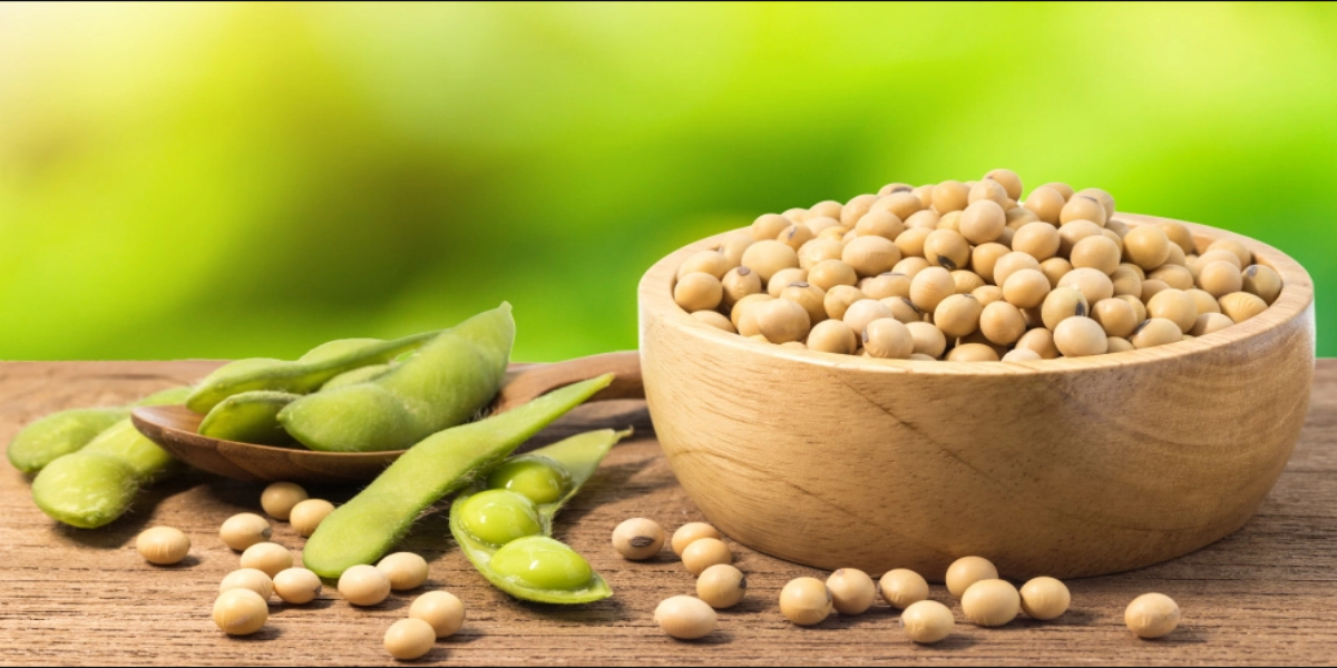 سویابین