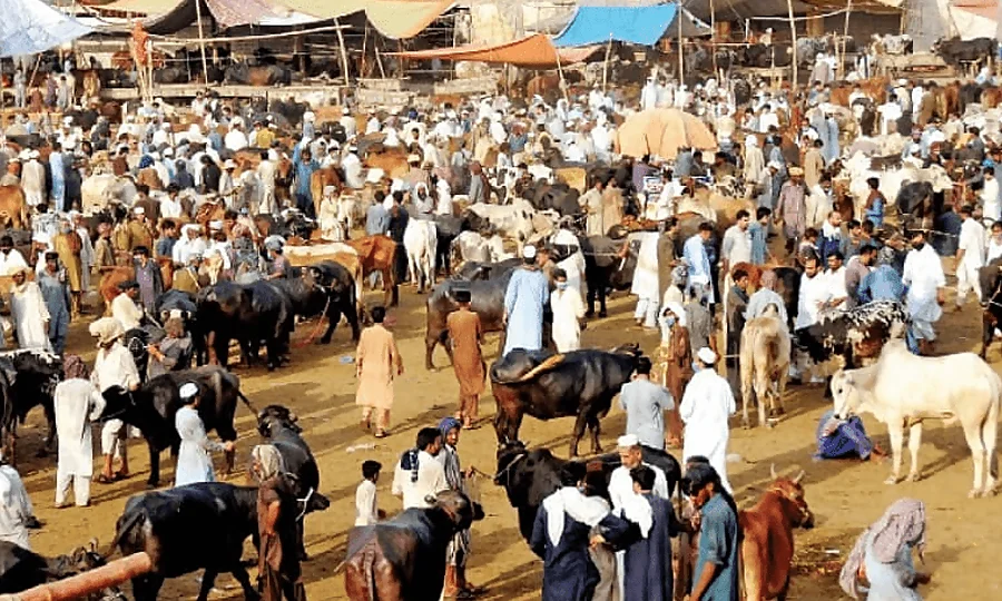 ڈونلڈ ٹرمپ مویشی منڈی پہنچ گئے، سیلفیاں لینے کے لیے لوگوں کا تانتا بندھ گیا، ویڈیو دیکھیں