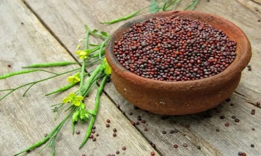 روزانہ رائی کھانے کے یہ فائدے بھی جان لیں