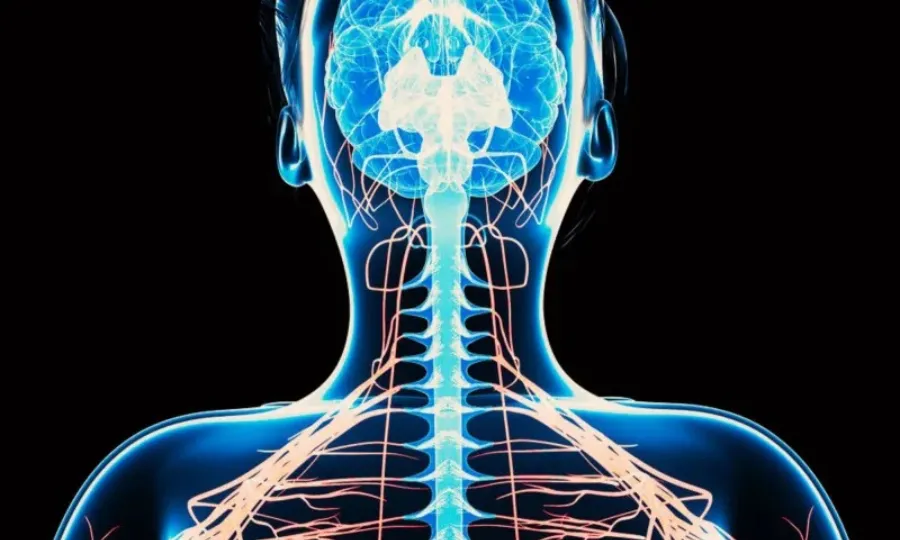 طبی تاریخ میں پہلی بار ریڑھ کی ہڈی کی پیوندکاری، کامیابی کا تناسب کتنا؟